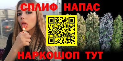 стаф Гай